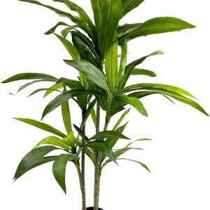 artificial dracaena tree 4ft